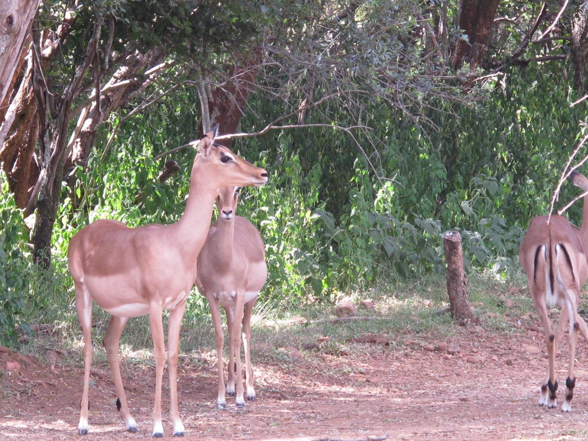 Harties Is Africa Safari Lodge Kosmos Exterior foto