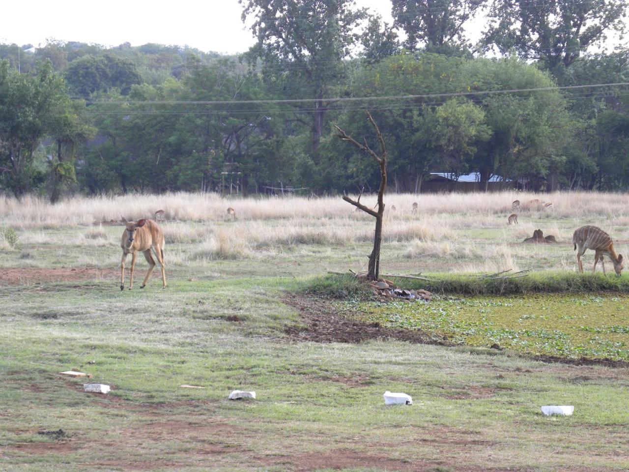 Harties Is Africa Safari Lodge Kosmos Exterior foto