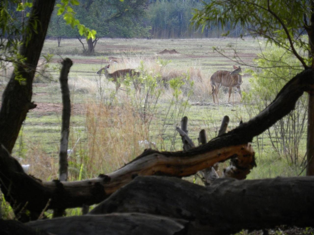 Harties Is Africa Safari Lodge Kosmos Exterior foto