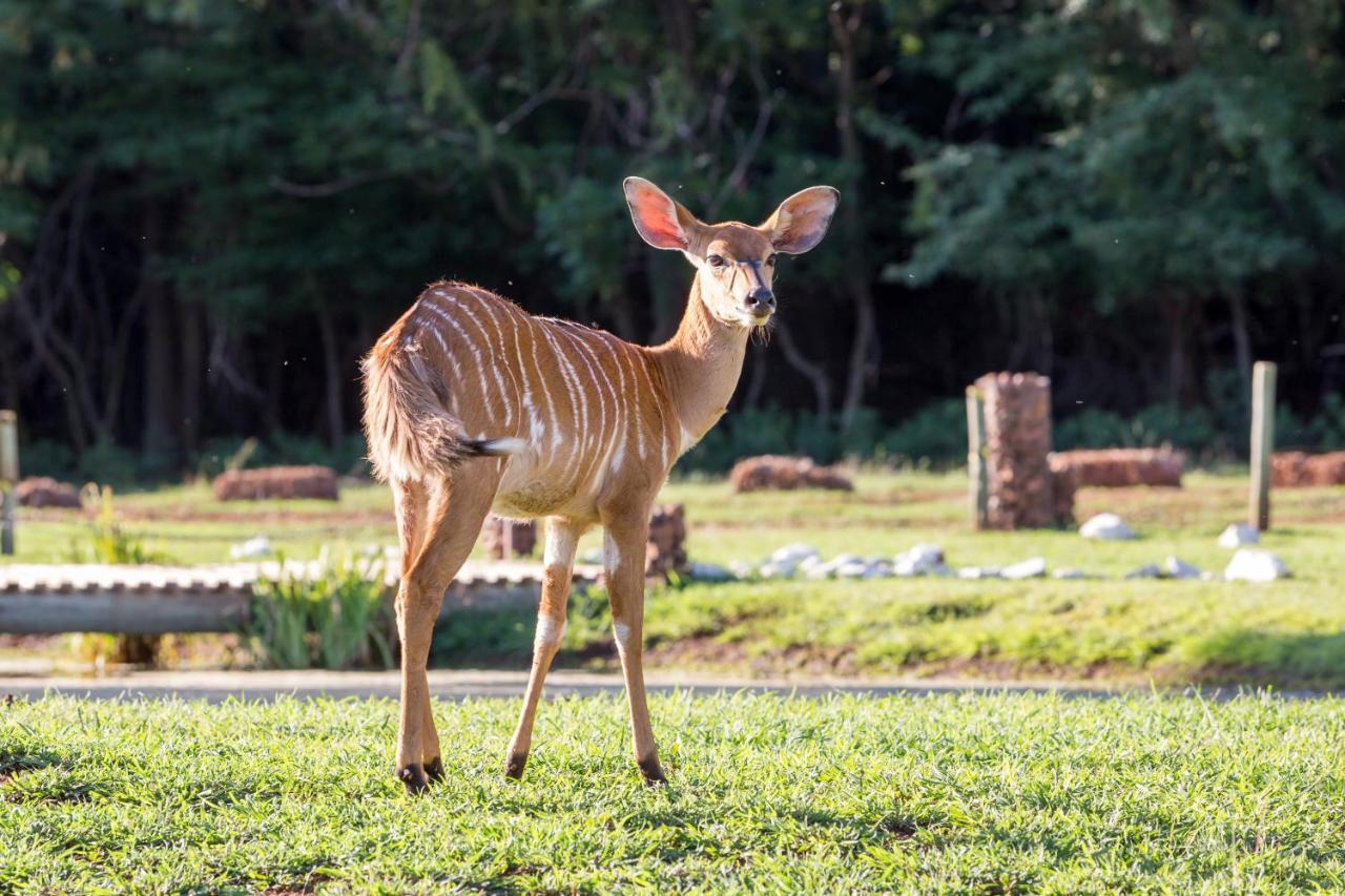 Harties Is Africa Safari Lodge Kosmos Exterior foto